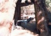 Thumbs/tn_013.Yosemite.jpg
