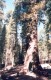 Thumbs/tn_014.Yosemite.jpg