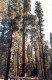 Thumbs/tn_015.Yosemite.jpg