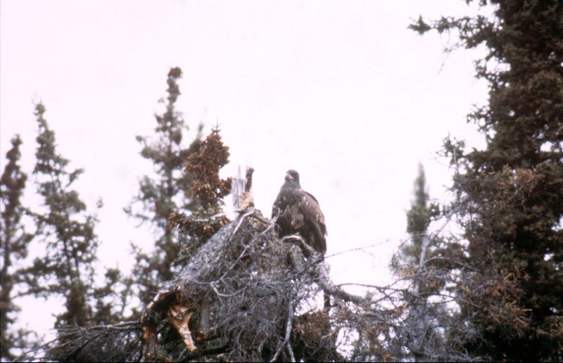../Images/141Steinadler.jpg