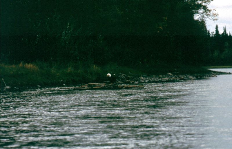 ../Images/154Weisskopfseeadler.jpg